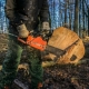 Экс-глава лесхоза в Омской области незаконно вырубил 1,6 тыс кубометров леса