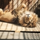 В Большереченском зоопарке лев осваивает обновленный вольер