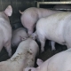 Из Омской области не выпустили датских свиней
