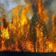 В Омской области прогнозируется повышенная вероятность лесных пожаров