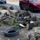 В Омске до конца года вырубят больше 2 тысяч деревьев