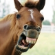 В Омской области обнаружили бешеную лошадь