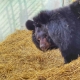 Медведей и лис Большереченского зоопарка готовятся защищать от паводка