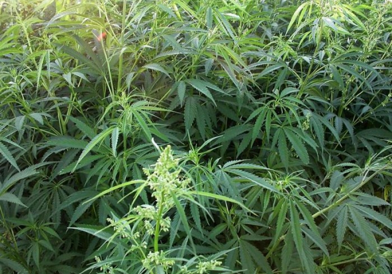 Конопля произростание семена с голландии марихуана