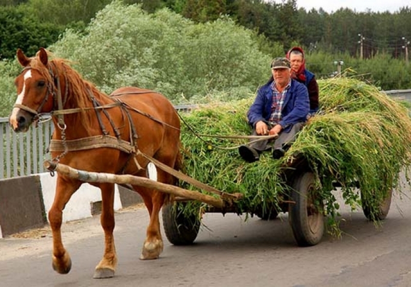 Лошадь в телеге картинки