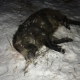 Браконьеры устроили незаконную охоту в омском зоологическом заказнике