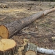 В Омской области спутники помогли обнаружить 17 незаконных вырубок леса