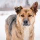 Омскому таврическому району требуется подрядчик для отлова бездомных собак