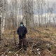 Главе поселения Седельниковского района за незаконную рубку леса дали условный срок