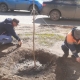 За весну в Омске планируют высадить порядка 500 деревьев