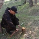 Омич незаконно вырубил шесть сосен в лесу