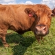 В четырех районах Омской области зафиксирован лейкоз у коров