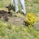 В Омской области в память о ветеранах высадили 60 шаровидных ив