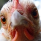 В Омскую область пыталась проникнуть американская курица