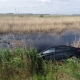 В Омской области при опрокидывании машины в затопленный кювет погибли молодая женщина и пенсионер