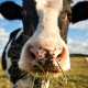 В Омской области у коров обнаружили серьезное заболевание