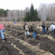 В Омском районе высадили 3 600 сеянцев сосны