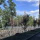 Возле одного из домов по Иртышской набережной высадили липы