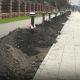 В Омске вблизи пляжа «Центральный-2» высаживают 74 краснолистных клёна