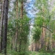 Омский губернатор дал поручения после появления медведя в Усть-Ишиме