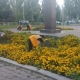 Омск завершает летний цикл озеленения