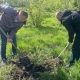 В Октябрьском округе Омска за месяц высадили свыше 700 деревьев и кустарников