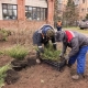 В центре Омска появилась новая зеленая зона
