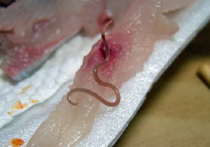 Черви в селедке - виды паразитов, опасны ли для человека и можно ли есть рыбу