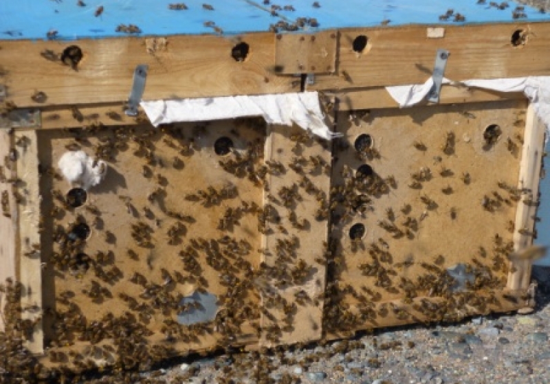 Отдам пчел. Пчелопакеты. Контейнер для пчеломаток. Контейнер для пчелопакетов. Контейнер для перевоза пчеломаток.