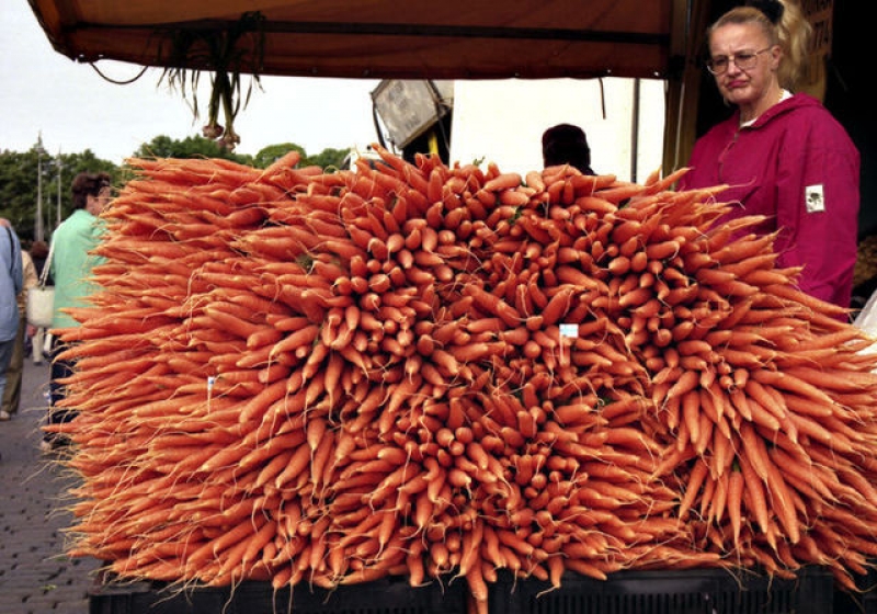 Большое количество моркови. Огромная морковь. Гигантская морковь. Очень большая морковь. Много морковки.