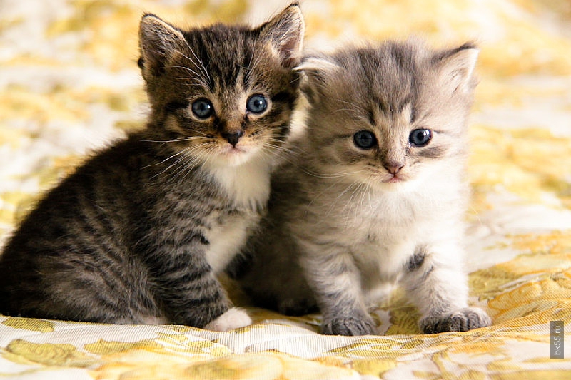 Привет котят 2. Два котенка. Маленькие котята два. Двое котят. Кошки маленькие 2.