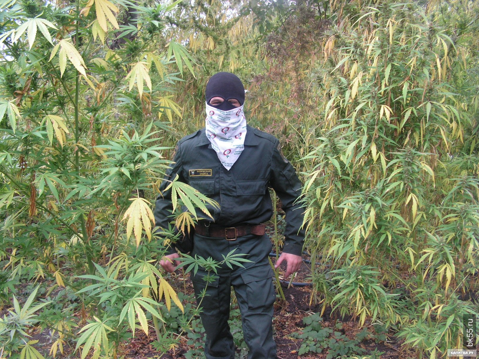 Омск поле конопли спайс марихуана