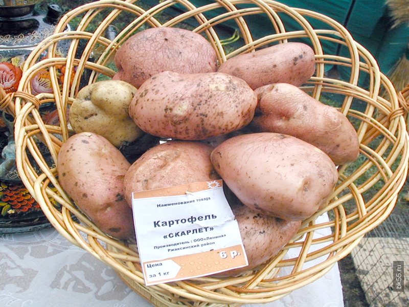 Сорт картофеля кемеровчанка фото и описание