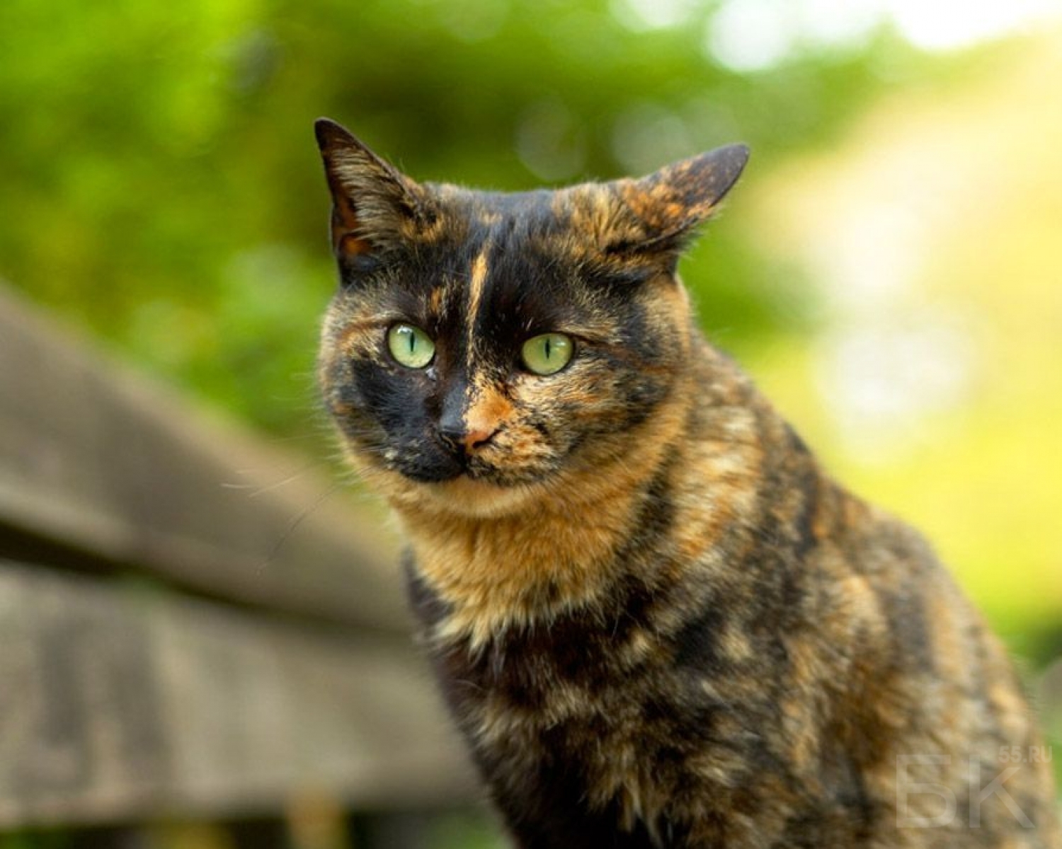Пестрый коричневый. Черно рыжая черепаховая кошка. Европейская короткошерстная черепаховая. Крапчато черепаховая кошка. Бурая черепаховая кошка.