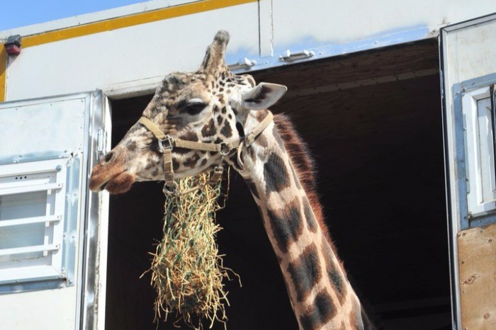 фото из открытых интернет-источников